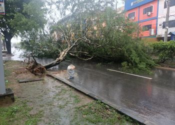 Pohon tumbang, f : Mael/detak.media