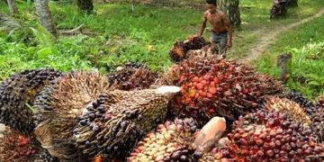 Ilustrasi - Petani sedang mengangkut sawit dari kebun yang baru dipanen (ANTARA/Suprian)