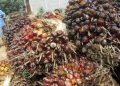 Petani mengeluh harga tandan buah segar (TBS) kelapa sawit turun hingga 50 persen setelah Presiden Jokowi melarang ekspor CPO. (Antara/Syifa Yulinnas).