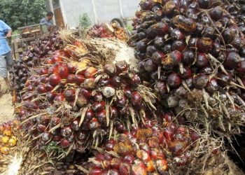 Petani mengeluh harga tandan buah segar (TBS) kelapa sawit turun hingga 50 persen setelah Presiden Jokowi melarang ekspor CPO. (Antara/Syifa Yulinnas).