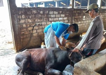 Ilustrasi. Satuan Tugas (Satgas) Pangan Polda Jawa Timur mengawasi perederan hewan ternak menyusul munculnya wabah penyakit mulut dan kuku (PMK) pada hewan. (Foto : Eko Sudjarwo)