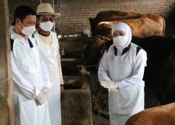 Gubernur Khofifah saat di peternakan sapi Lamongan (Foto: Eko Sudjarwo/detikJatim)