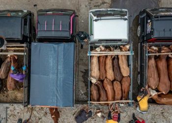 Dinas Peternakan Jatim menyebut lebih dari 32 ribu ekor hewan ternak terpapar Penyakit Mulut dan Kuku (PMK). (ANTARA FOTO/Aji Styawan).