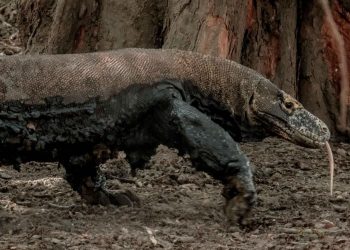 Taman Nasional Komodo (TNK)