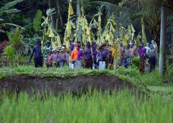 Warga yang berhias warna-warni berjalan melewati kawasan persawahan dengan membawa berbagai sarana upacara saat tradisi Ngerebeg di Desa Tegallalang, Gianyar, Bali, Rabu (13/7/2022). Tradisi Ngerebeg yang ditetapkan sebagai Warisan Budaya Tak Benda oleh Kementerian Pendidikan, Kebudayaan, Riset, dan Teknologi Republik Indonesia tersebut ramai disaksikan wisatawan mancanegara. ANTARA FOTO/Nyoman Hendra Wibowo/tom. (Dok. ANTARA FOTO/Nyoman Hendra Wibowo)