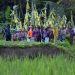 Warga yang berhias warna-warni berjalan melewati kawasan persawahan dengan membawa berbagai sarana upacara saat tradisi Ngerebeg di Desa Tegallalang, Gianyar, Bali, Rabu (13/7/2022). Tradisi Ngerebeg yang ditetapkan sebagai Warisan Budaya Tak Benda oleh Kementerian Pendidikan, Kebudayaan, Riset, dan Teknologi Republik Indonesia tersebut ramai disaksikan wisatawan mancanegara. ANTARA FOTO/Nyoman Hendra Wibowo/tom. (Dok. ANTARA FOTO/Nyoman Hendra Wibowo)