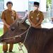 Penyerahan sapi kurban dari Pemko Tanjungpinang untuk masjid masjid, foto : ist
