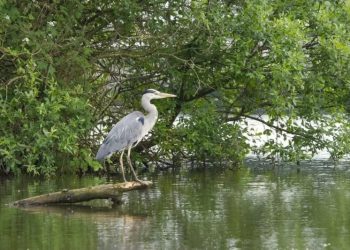 Ilustrasi seekor burung Blekok, heron, di kawasan mangrove. (Pexels)