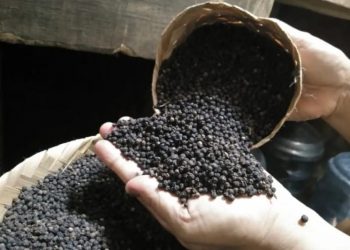Ilustrasi- Biji lada hitam kering asal Lampung. ANTARA/Ruth Intan Sozometa Kanafi.