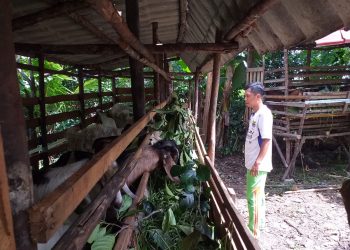 Kambing di Pertenakan Candra Tanjungpinang, yang Didatangkan Lewat Pelabuhan Tanjung Moco, foto : Mael/detak.media