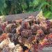 Tandan Bush Segar (TBS) kepala sawit di jambi.(ANTARA/Nanang Mairiadi)