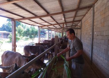 Salah seorang pedagang sapi di kawasan Jalan Radar Tanjungpinang, foto: Mael/detak.media