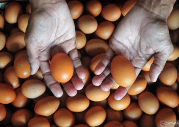 Arsip Foto. Peternak menunjukkan telur ayam ras di peternakannya di Desa Gribig, Kudus, Jawa Tengah, Senin (5/12/2022). Telur merupakan salah satu sumber protein hewani yang bisa diberikan kepada anak guna mencegah stunting. (ANTARA/YUSUF NUGROHO)