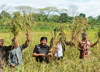 Guntur Wahono saat melihat kualitas tanaman yang menggunakan pupuk organik nutrisi, foto: Dani ES/detak.media