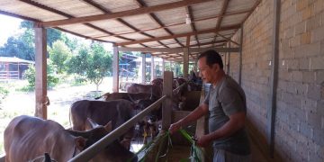 Hewan Ternak Sapi yang ada di tempat Kandang Peternak milik Tamrin, foto: Mael/detak.media