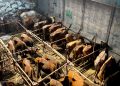 108 Ekor Sapi asal Natuna yang tiba di Tanjungpinang pada Jum'at (2/6/2023), foto: ist