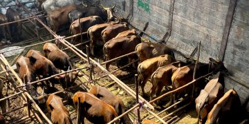108 Ekor Sapi asal Natuna yang tiba di Tanjungpinang pada Jum'at (2/6/2023), foto: ist
