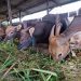Sapi Kurban yang Terjual di Kandang Ternak Milik Sembiring, foto: Mael/detak.media