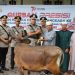 Kapolresta Tanjungpinang, Kombes Ompusunggu saat Menyerahkan Sapi Kurban, foto: ist