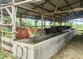 51 Ekor Sapi dan Kambing asal Pelalawan yang Diamankan Polisi, foto: ist