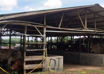 40 Sapi asal Pelalawan yang Tidak Dilengkapi Dokumen, foto: ist