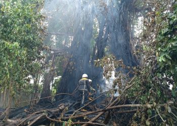Kondisi Pohon Kayu Are di Tanjungpinang usai Dipadamkan, foto: Mael/detak.media