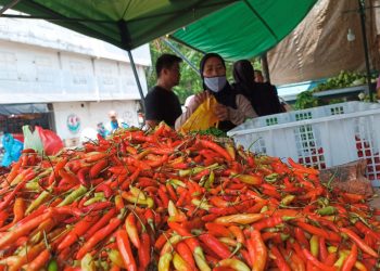 Harga Cabai Rawit Setan Mengalami Kenaikan di Tanjungpinang, foto: Mael/detak.media