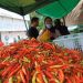 Harga Cabai Rawit Setan Mengalami Kenaikan di Tanjungpinang, foto: Mael/detak.media