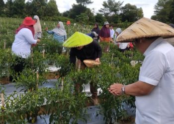 Tampak Ketua DPRD Natuna, Daeng Amhar turut ikut proses memanen cabai yang dikelola oleh kelompok tani di Desa Air Mali, Kelarik Utara (foto : ist)