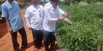 Penjabat (Pj) Walikota Tanjungpinang saat Memanen Cabai Di Lahan Bekas Tambang Bauksit, foto: Mael/detak.media