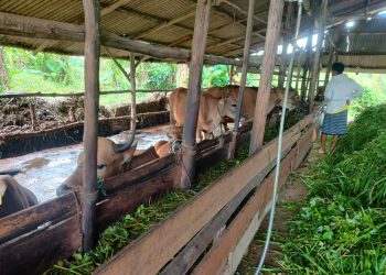 Kondisi Sapi Milik Abdul di Jalan Panglima Dompak Tanjungpinang, foto: Mael/detak.media