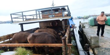 Kapal Pengangkut 20 Ekor Sapi saat Bersandar di Dermaga Pelantar KUD Tanjungpinang, foto: Mael/detak.media