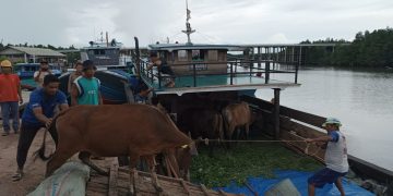 Proses Pemulangan 20 Ekor Sapi asal Jambi yang Masuk ke Tanjungpinang Tanpa Dokumen, foto: Mael/detak.media