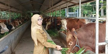 Bupati Blitar Rini Syarifah saat melihat kondisi sapi yang akan dikurbankan nanti di Hari Raya Idul Adha, foto: Dani ES/detak.media
