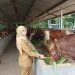 Bupati Blitar Rini Syarifah saat melihat kondisi sapi yang akan dikurbankan nanti di Hari Raya Idul Adha, foto: Dani ES/detak.media